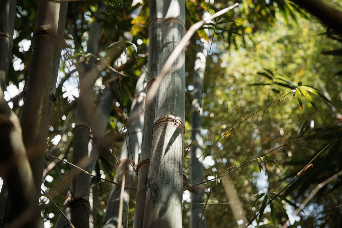 Bamboo growing in the garden