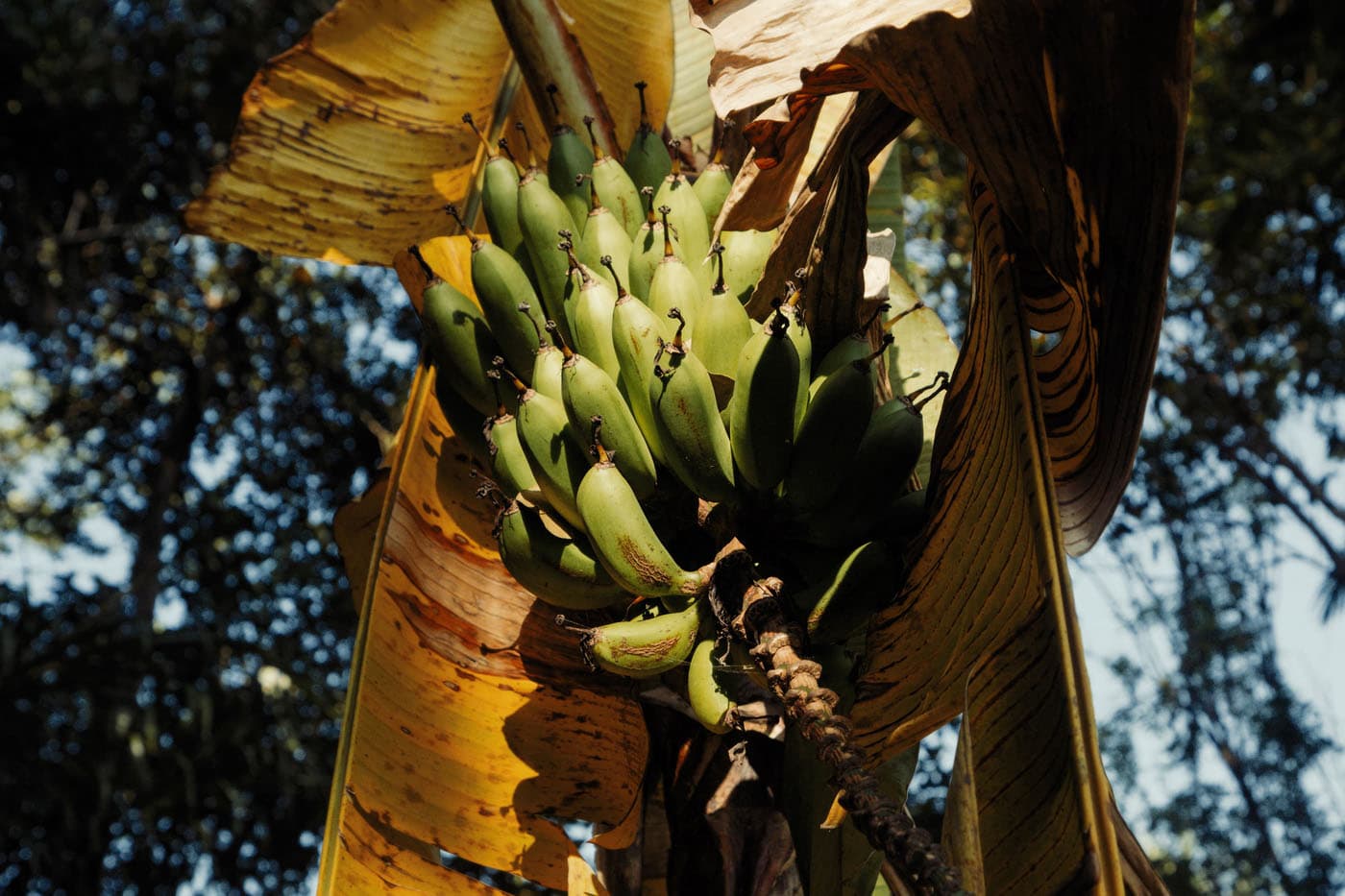 Bananas in the garden at Bonzu
