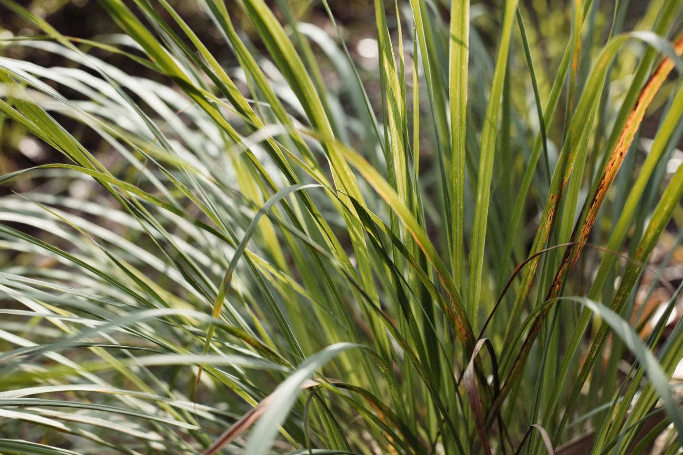 Lemongrass in the garden at Bonzu