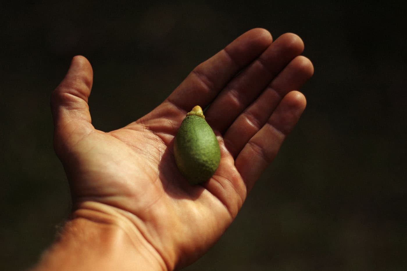 Baby avocado