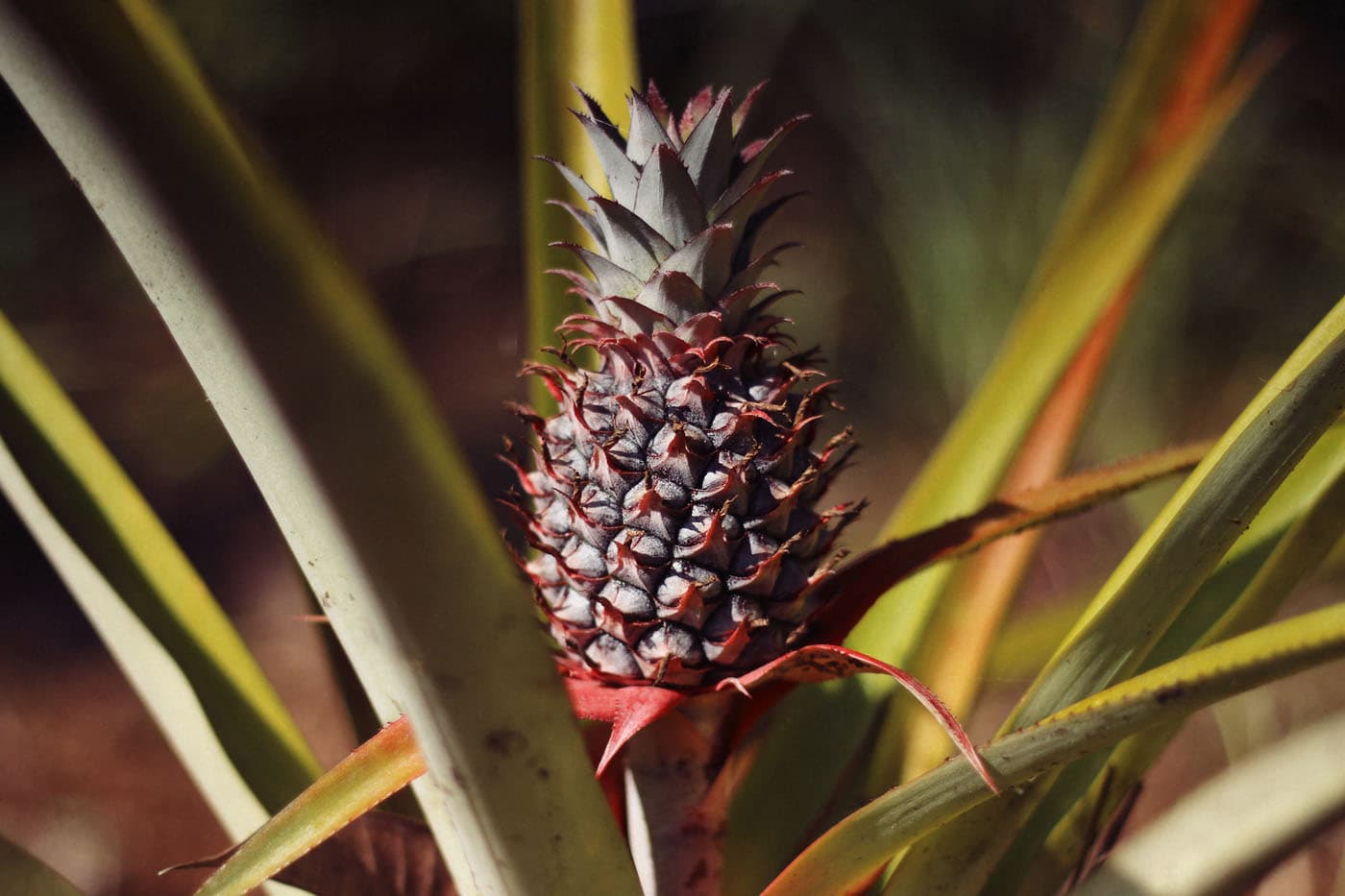 Pineapple in the garden at Bonzu