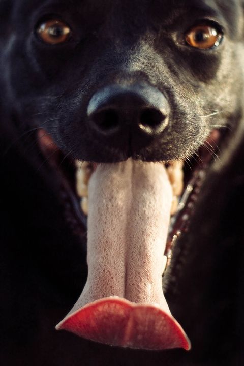 6T0A6565_3_dog_tongue.jpg