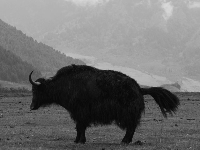 ZGFX5145_bw_crop.jpg