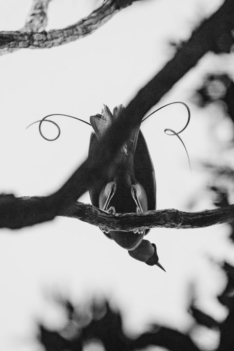 ZR5_7786_crop_1600.jpg